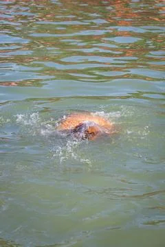 Devotee bathing in holy river water at morning from flat angle Stock Photos