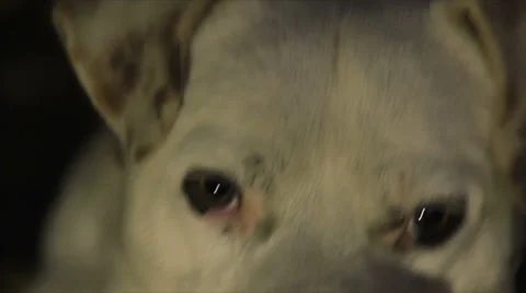 Devotee dog eyes Stock Footage 58738527