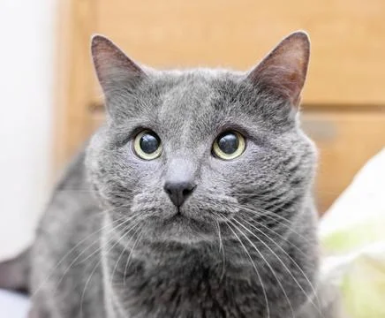 Devotee look gray cat Stock Photos