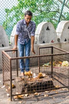 Devotee praying and breaking a coconut in the Golden cave temple Stock Photos