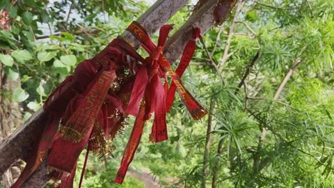 Devotional Red Cloth Tied to Tree Branch at Maihar Sharda Devi Temple Stock Footage 316746368