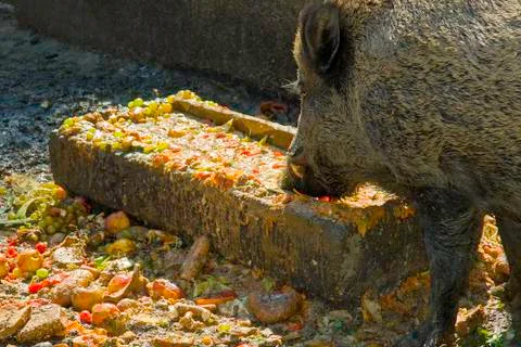 Devouring Boar Stock Photos