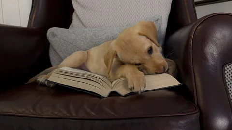 DEVOURING BOOK Stock Footage 122347015
