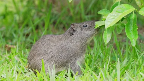Devouring brazilian guinea pig, cavia aperea feeding on fresh green leaves Stock Footage 200360077