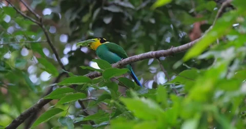 Devouring a whole catydid, a Long-tailed Broadbill Psarisomus dalhousiae Stock Footage 278866880