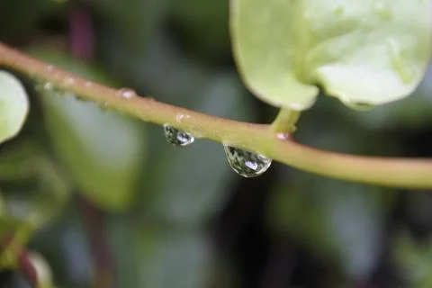 Dew 1 Stock Photos