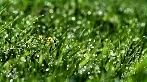 Dew 2 Stock Footage 23304708