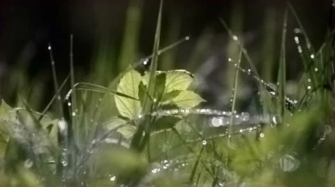 Dew 3 Stock Footage 23304714