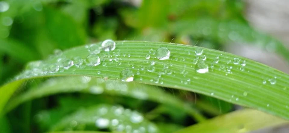 Dew affected Stock Photos