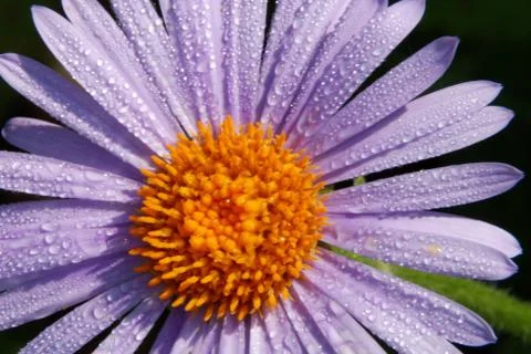 Dew and dasies Stock Photos