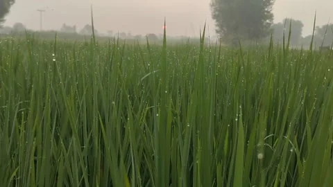 Dew and green fields Stockbeeldmateriaal 168172730
