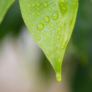 Dew and leaves Foto stock
