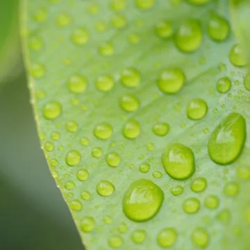 Dew and leaves Stock Photos