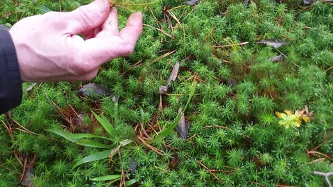Dew and moss. Moss in the forest. Stock Footage 117417272