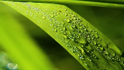 Dew And Rain Drops On Leaves Macro Stock Footage 80477603