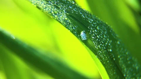 Dew And Rain Drops On Leaves Macro Stock Footage 80477611