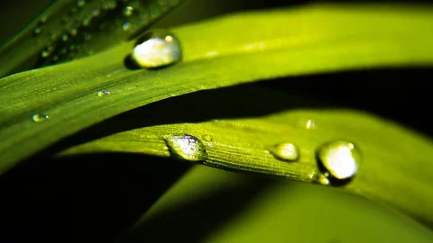 Dew And Rain Drops On Leaves Macro Stock Footage 80477614