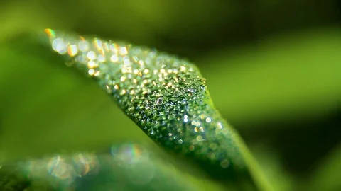 Dew And Rain Drops On Leaves Macro Stock Footage 80477620