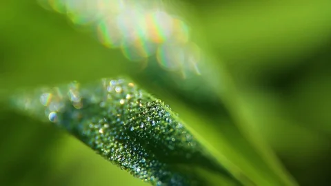 Dew And Rain Drops On Leaves Macro Stock Footage 80477624