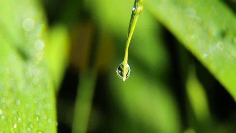 Dew And Rain Drops On Leaves Macro Stock Footage 80477625