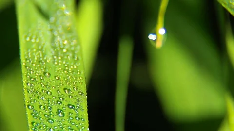 Dew And Rain Drops On Leaves Macro Stock Footage 80477627