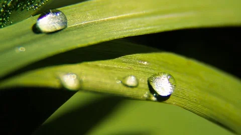 Dew And Rain Drops On Leaves Macro Stock Footage 80477634