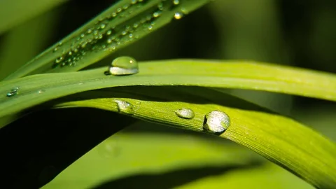 Dew And Rain Drops On Leaves Macro Stock Footage 80477636