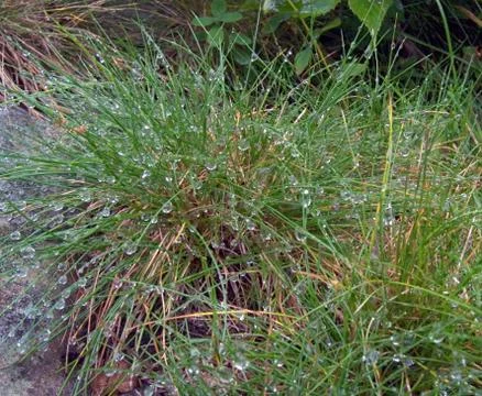 Dew background Stock Photos