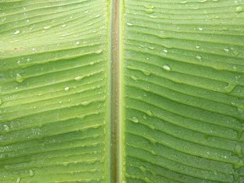 Dew bath Stock Photos