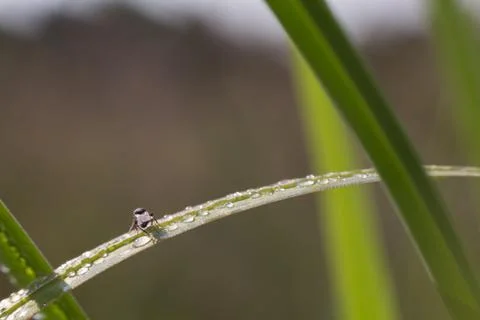 Dew on a blade of grass Stock Photos