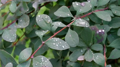 Dew on a branch. The movement of tree branches. Suitable for backgrounds. Stock Footage 160742166