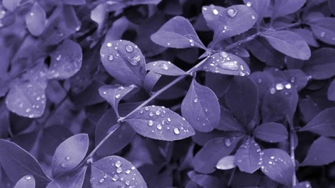 Dew on a branch. The movement of tree branches. Tinted color Stock Footage 160742168