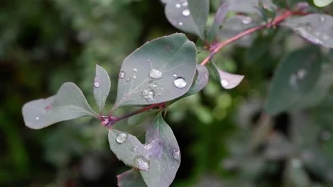 Dew on a branch. The movement of tree branches. Suitable for backgrounds. Stock Footage 161491417
