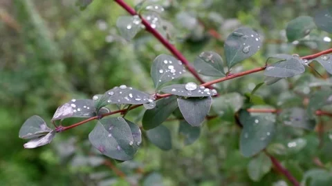 Dew on a branch. The movement of tree branches. Suitable for backgrounds. Stock Footage 164114670