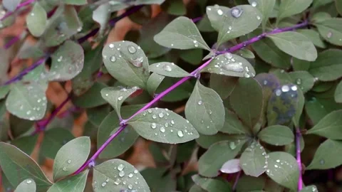 Dew on a branch. The movement of tree branches. Suitable for backgrounds. Stock Footage 167424241