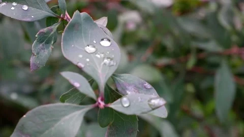 Dew on a branch. The movement of tree branches. Suitable for backgrounds. Stock Footage 167555506