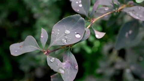 Dew on a branch. The movement of tree branches. Suitable for backgrounds. Stock Footage 169470510
