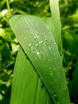 Dew bubbles Stock Photos