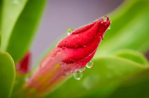 Dew on the bud. Stock Photos