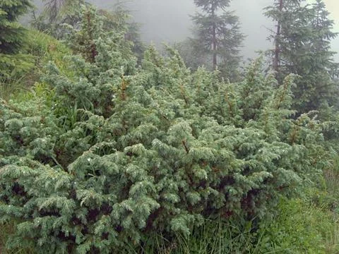 Dew bush Stock Photos
