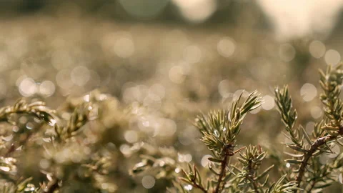 Dew on bushes Stock Footage 149759023