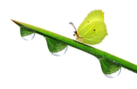  dew with butterfly Stock Photos