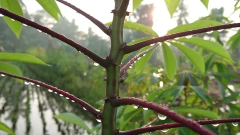 Dew on the Cassava Tree Stock Footage 233902267