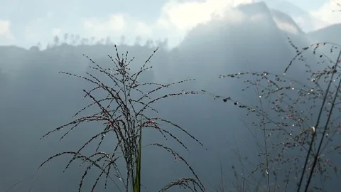 Dew catching sunlight on plants Early morning in Mountain Landscape Sri Lanka. Stock Footage 73424157