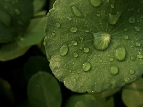 Dew on Centella asiatica after the rain Stock Photos