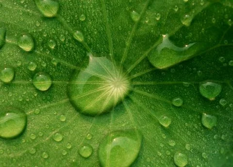 Dew on Centella asiatica after the rain Stock Photos