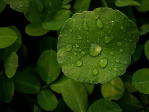 Dew on Centella asiatica after the rain Stock Photos
