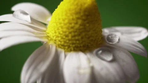 Dew on a chamomile flower, macro shot. Stock Footage 131715542