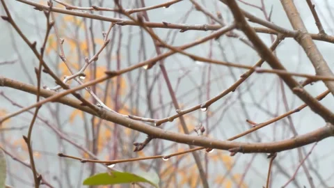 Dew On Cherry Branches During Fog in Autumn Stock Footage 248205207