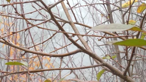 Dew On Cherry Branches During Fog in Autumn Video stock 248205284